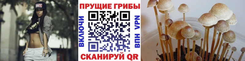 купить наркотики сайты  Малая Вишера  Псилоцибиновые грибы Cubensis 